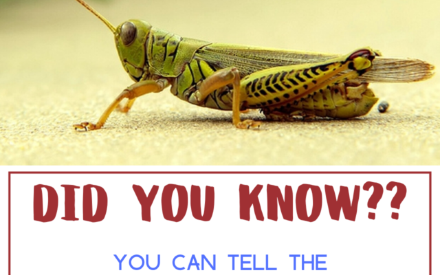 Don’t have a Thermometer? Listen to the Crickets